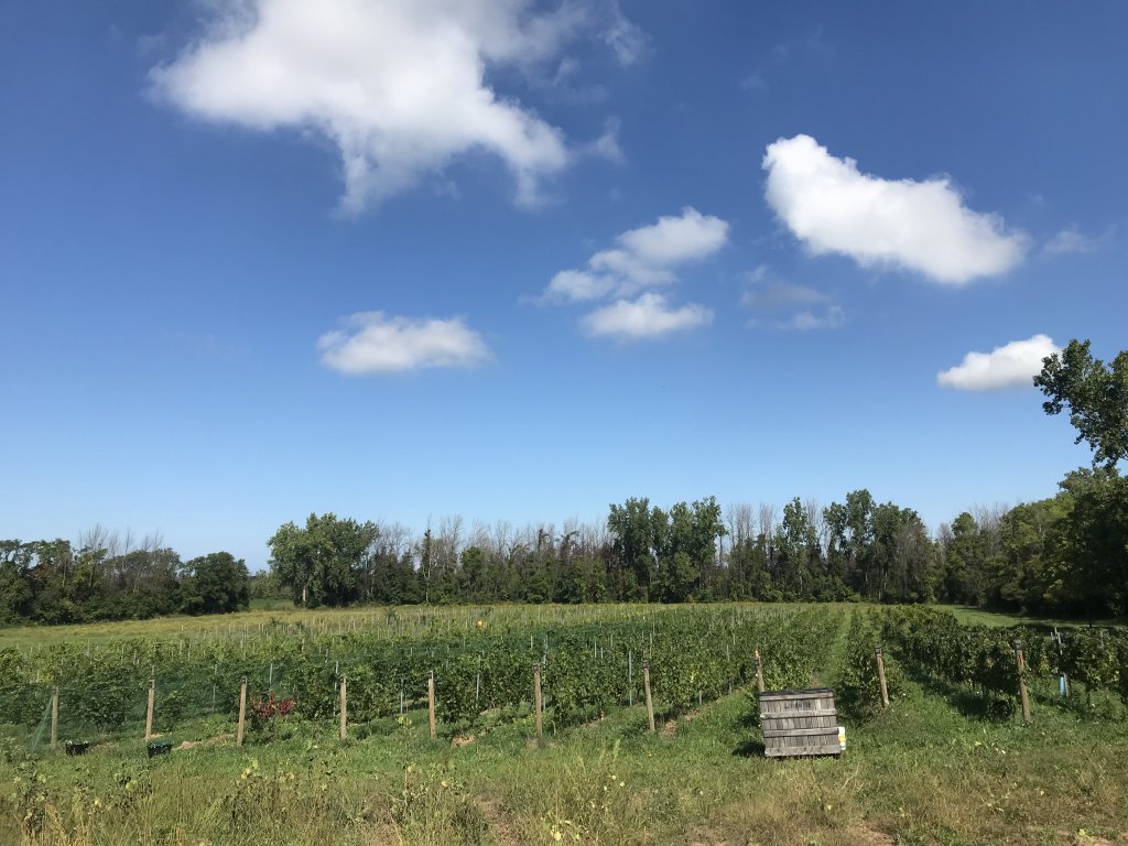 Bella Rose Vineyard & Winery 5K Virtual Run/Walk in Lewiston, NY