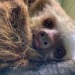 slothconservation.org