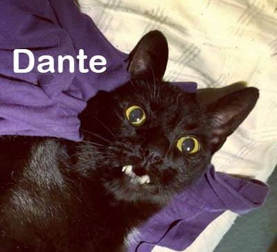 Closeup of black cat named Dante meowing