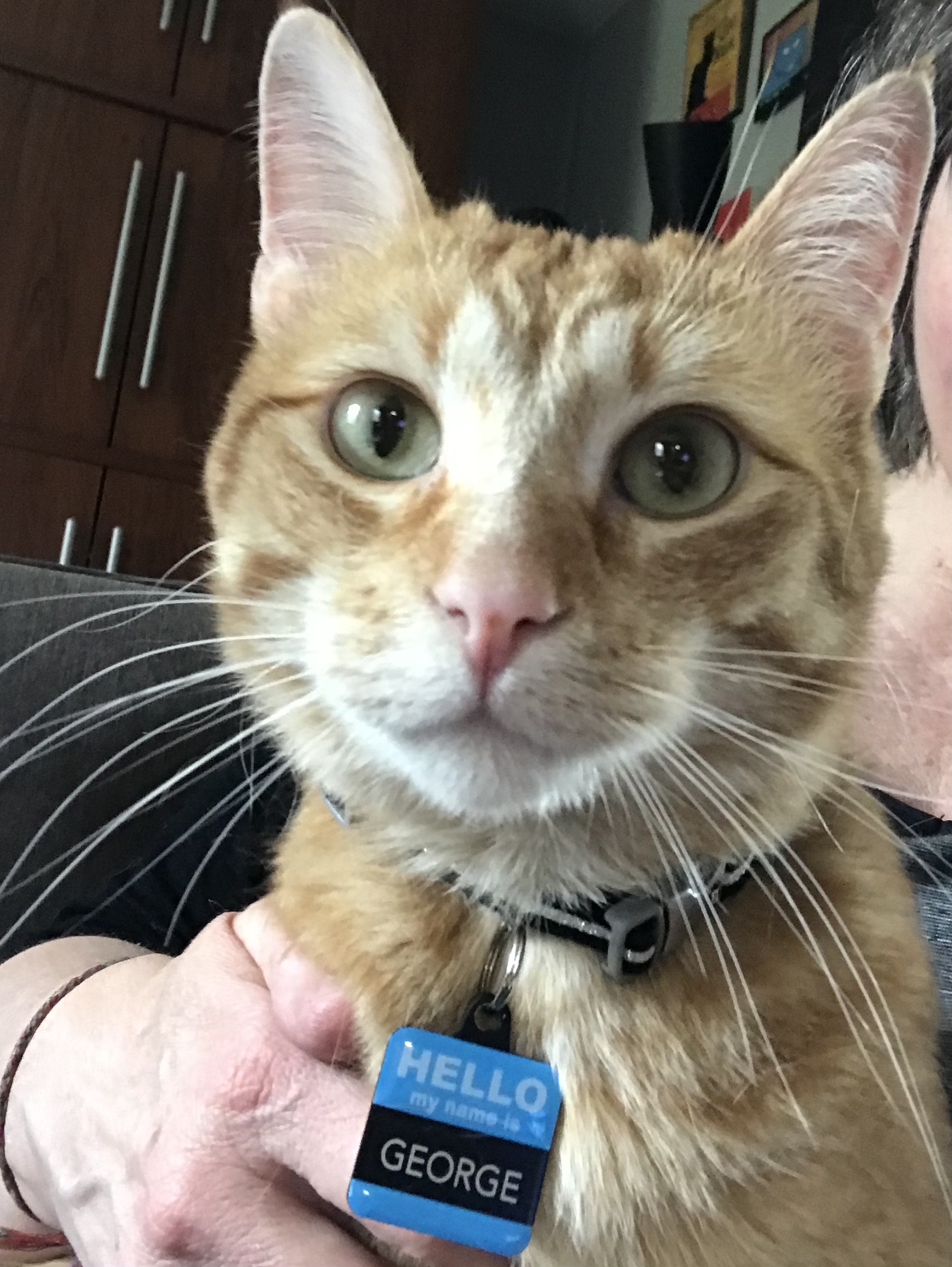 Hello! My name is George!